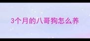 3个月的八哥狗怎么养