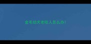 金毛幼犬老咬人怎么办