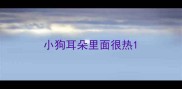 小狗耳朵里面很热