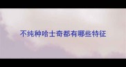 不纯种哈士奇都有哪些特征