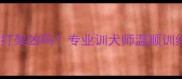 拉布拉多打架凶吗专业训犬师温顺训练全攻略
