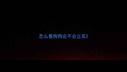 怎么看狗狗会不会立耳