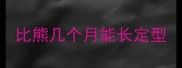 比熊几个月能长定型
