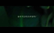 金毛可以吃白米饭吗