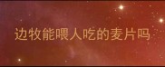 边牧能喂人吃的麦片吗