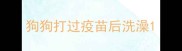 狗狗打过疫苗后洗澡