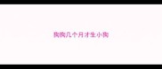 狗狗几个月才生小狗
