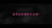 金毛出去遛多久合适