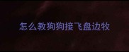 怎么教狗狗接飞盘边牧