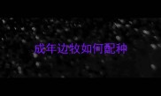 成年边牧如何配种