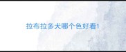 拉布拉多犬哪个色好看