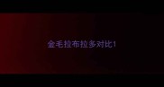 金毛拉布拉多对比