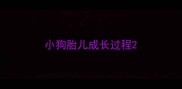 小狗胎儿成长过程
