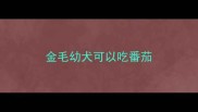 金毛幼犬可以吃番茄