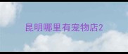 昆明哪里有宠物店