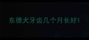 东德犬牙齿几个月长好