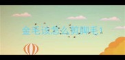 金毛该怎么剪脚毛