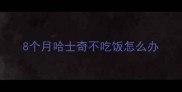 8个月哈士奇不吃饭怎么办