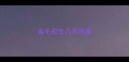 金毛初生几天洗澡