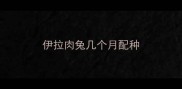 伊拉肉兔几个月配种