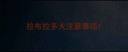 拉布拉多犬注意事项