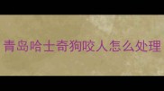 青岛哈士奇狗咬人怎么处理