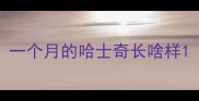 一个月的哈士奇长啥样