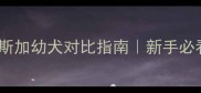 哈士奇vs阿拉斯加幼犬对比指南新手必看犬种选择全