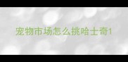 宠物市场怎么挑哈士奇