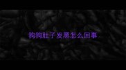 狗狗肚子发黑怎么回事