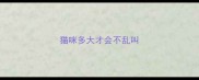 猫咪多大才会不乱叫