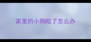 家里的小狗咬了怎么办
