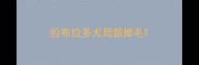 拉布拉多犬局部掉毛