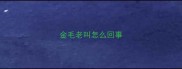 金毛老叫怎么回事