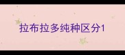 拉布拉多纯种区分