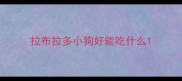 拉布拉多小狗好能吃什么