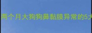 幼犬鼻头湿润怎么办两个月大狗狗鼻黏膜异常的5大诱因及科学护理指南