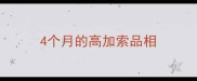4个月的高加索品相