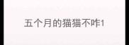 五个月的猫猫不咋