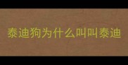 泰迪狗为什么叫叫泰迪