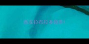 西安拉布拉多领养