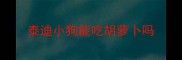 泰迪小狗能吃胡萝卜吗