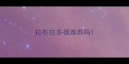 拉布拉多很难养吗