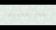 金毛犬犬牙几个月换