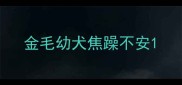 金毛幼犬焦躁不安