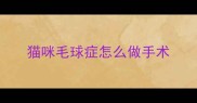 猫咪毛球症怎么做手术
