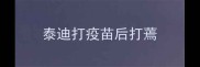 泰迪打疫苗后打蔫
