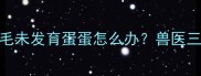 紧急求助5月大金毛未发育蛋蛋怎么办兽医三大原因及解决指南