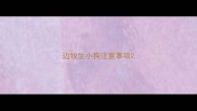 边牧生小狗注意事项