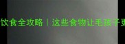 泰迪犬饮食全攻略这些食物让毛孩子更健康